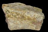 Permian Amphibian Fossil Bone - Texas #153749-1